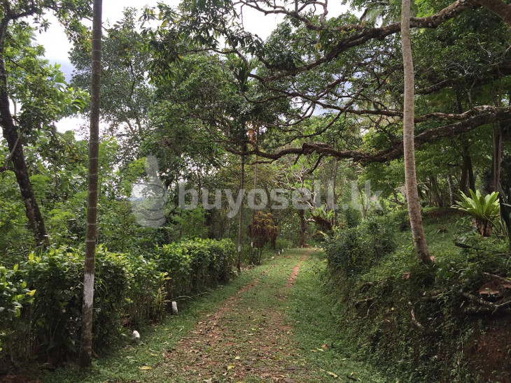 Attractive Retreat In The Hills in Galle