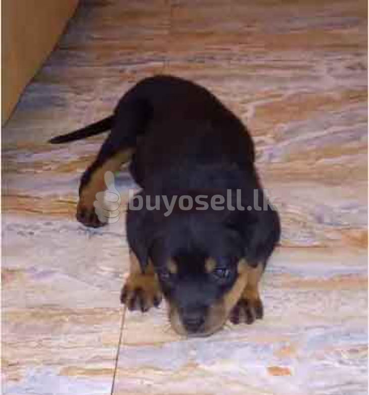 Rottweiler Puppy 45 Days for sale in Gampaha