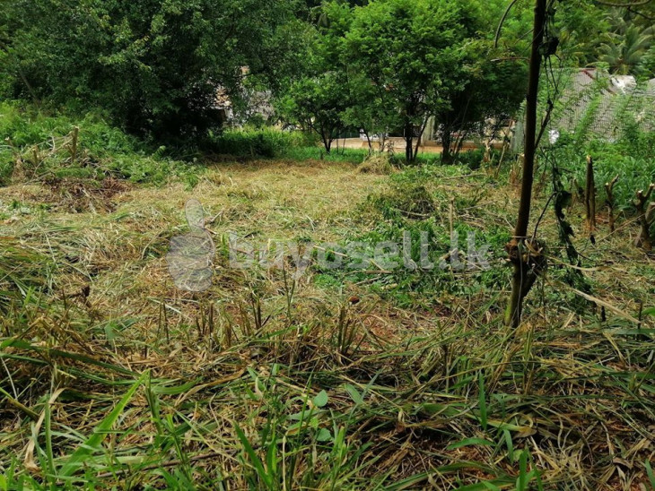 12.5p Land For Sale In Kandy Aniwatta in Kandy