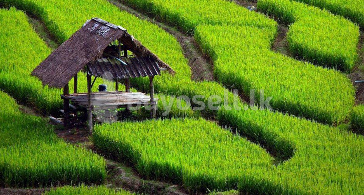 Paddy Field For Sale In Kandy Pilimathalawa. in Kandy