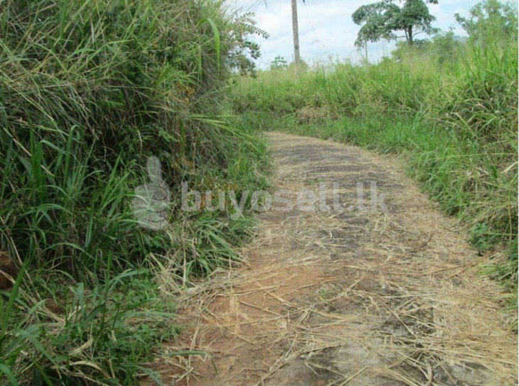 20p Land For Sale In Kandy Doluwa in Kandy