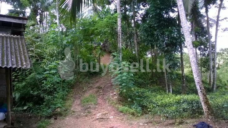 Land for Sale (Tea and Coconut) in Kalutara