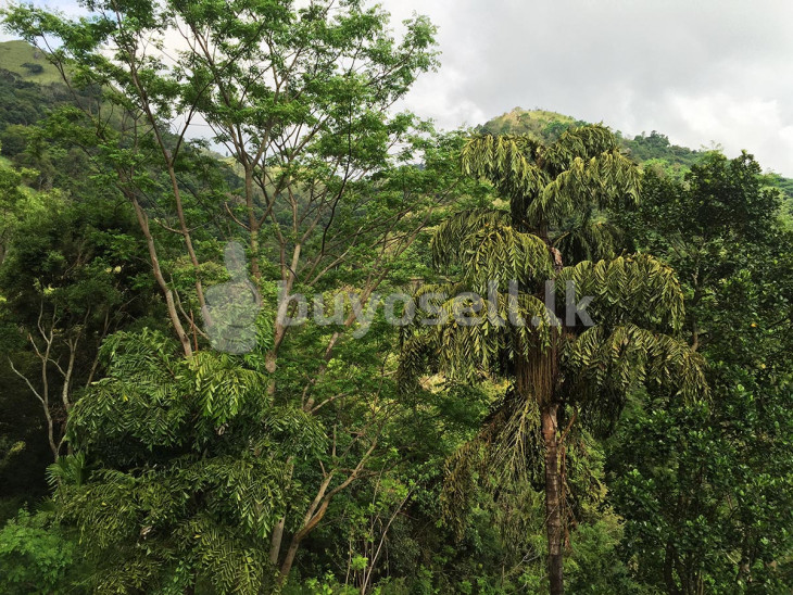 Stunning 18.5 Acres Of Rain Forest Land With Waterfall – Ella in Badulla