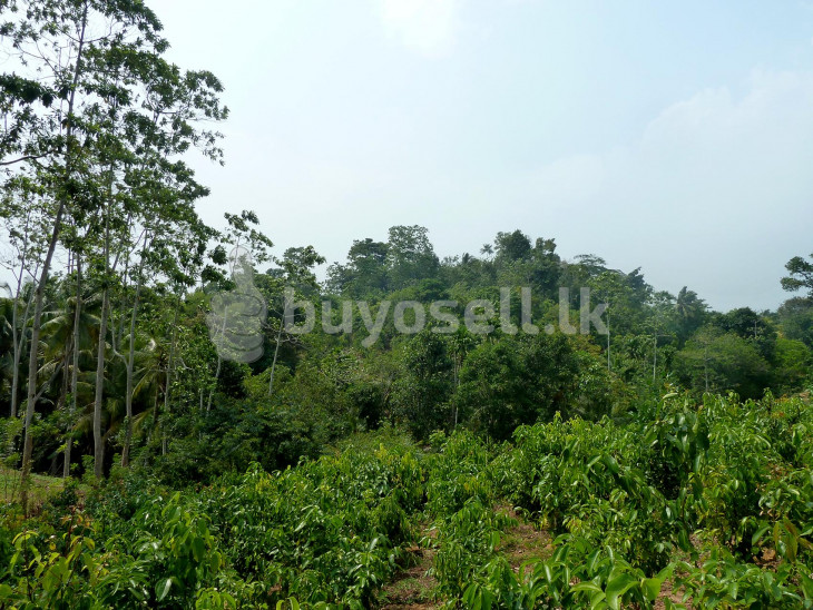 Elevated Land Surrounded By Lush Views – Kathaluwa in Galle
