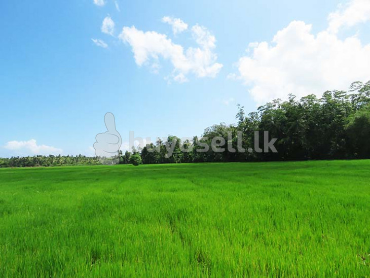 Stunning Paddy Field Views With Unlimited Potential in Galle