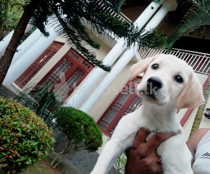 Labrador Puppy for sale in Kandy