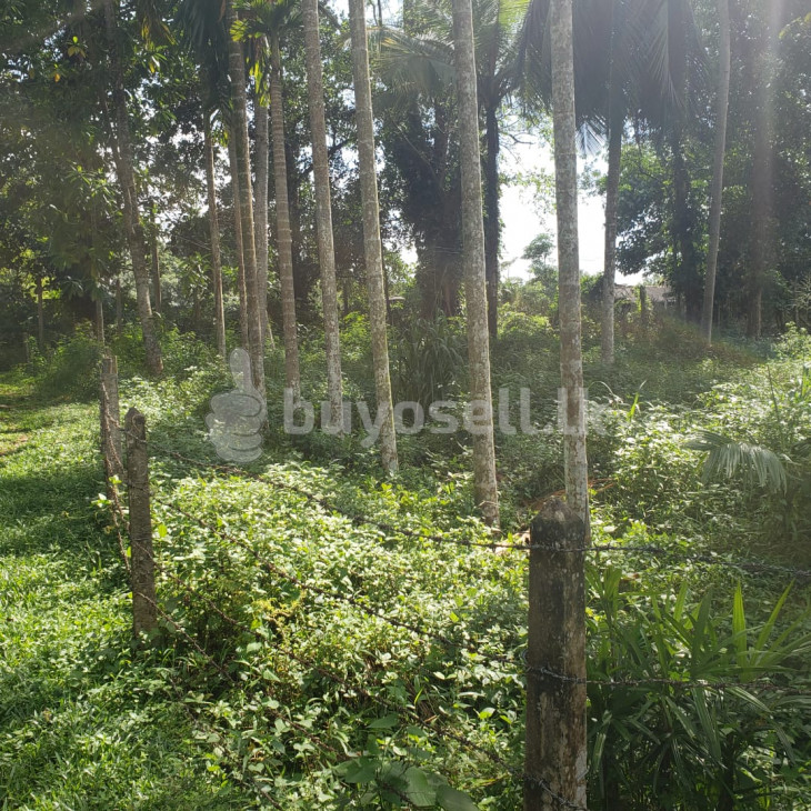 Land for Sale - Kirindiwela in Gampaha