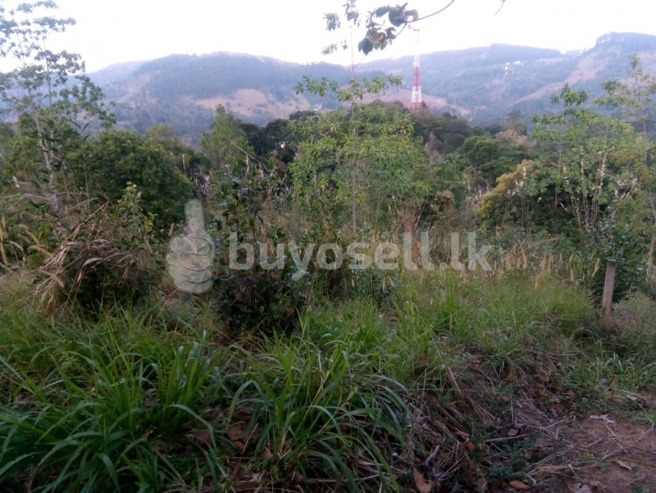 Tea Land for Sale - Kandy in Kandy