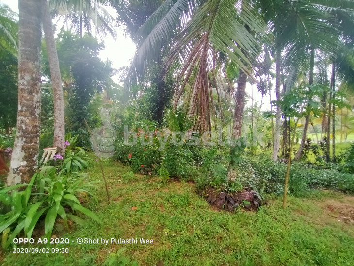 Land for Immediate Sale in Galle