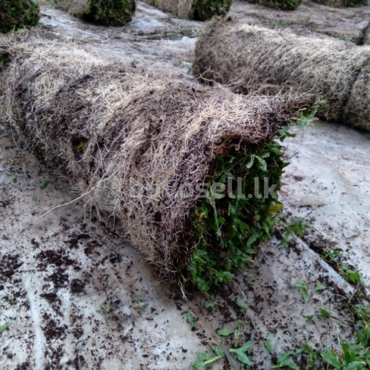 Landscaping and Grass for sale in Gampaha