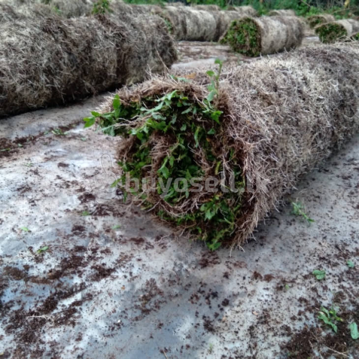Malaysian carpet Grass for sale in Gampaha