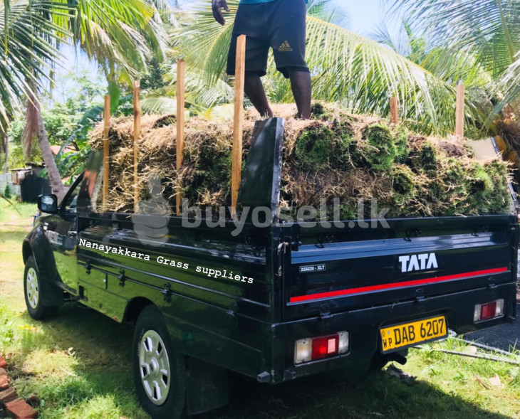 Nanayakkara Grass Suppliers for sale in Gampaha