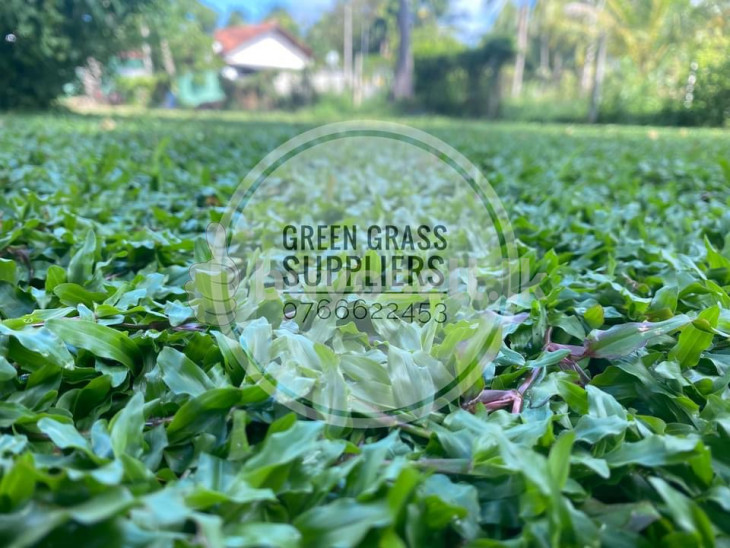 Malaysian grass & Australian grass for sale in Gampaha