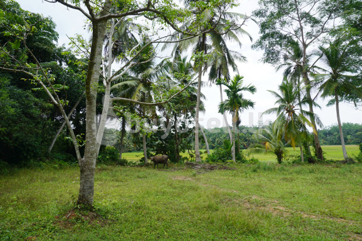 Meepe Land With Paddy Field Views in Galle