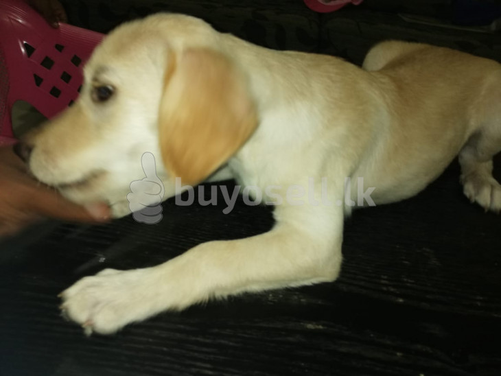 Labrador Puppy for sale in Kandy