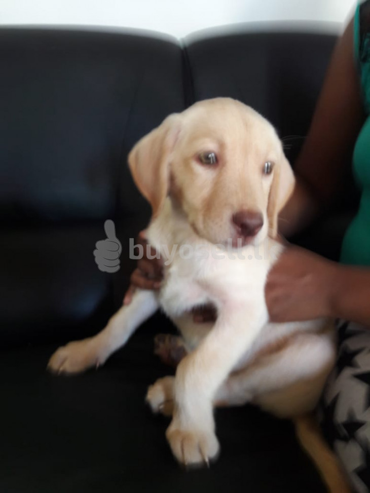 Labrador puppy for sale in Gampaha