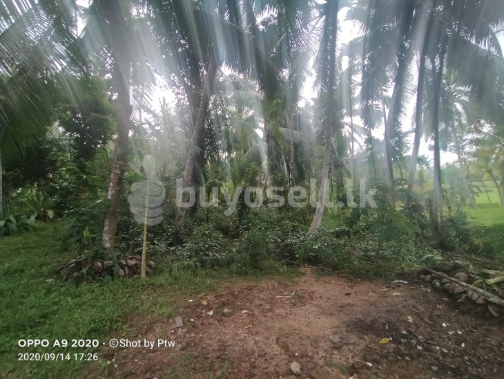 Land for Immediate Sale in Galle