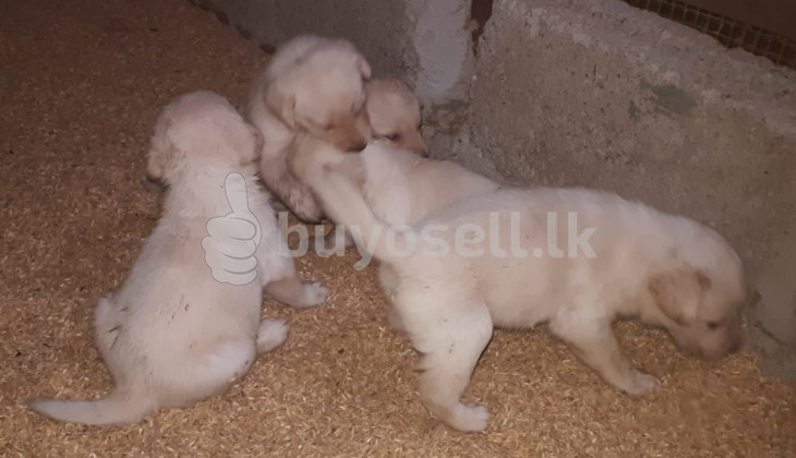 Labrador puppies for sale in Gampaha