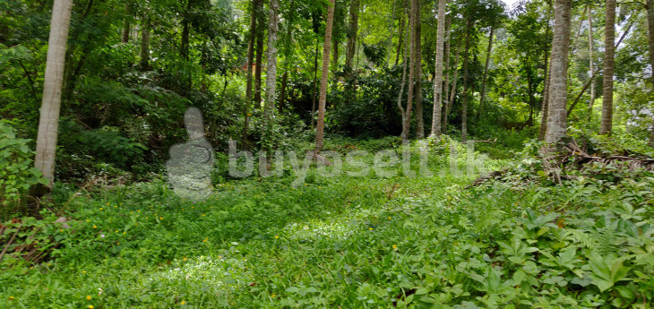 Land for sale! in Kandy