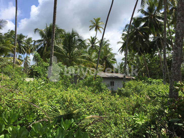 An Amazing 300 Perch Property, Situated In The Ever Popular Kosgoda Area in Galle