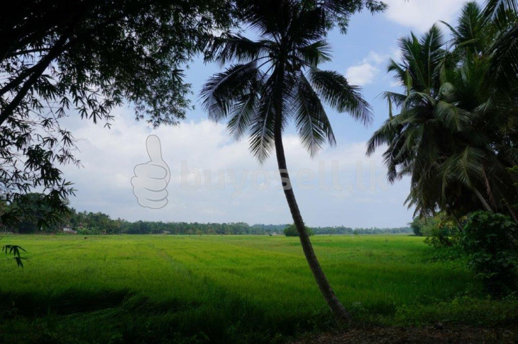 Attractive Land With Paddy Field Views in Galle
