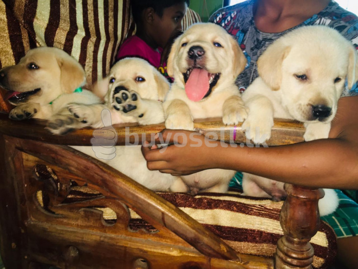 Labrador Retriever Puppies for sale in Colombo