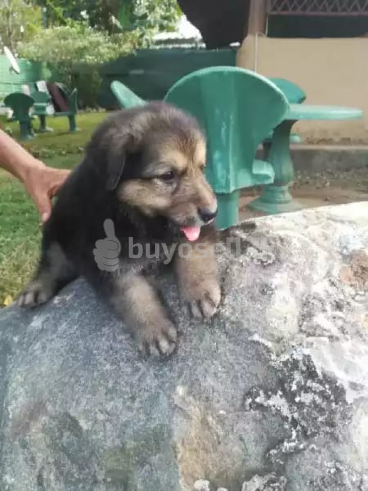 Lion Shepherd Puppies for sale in Matara