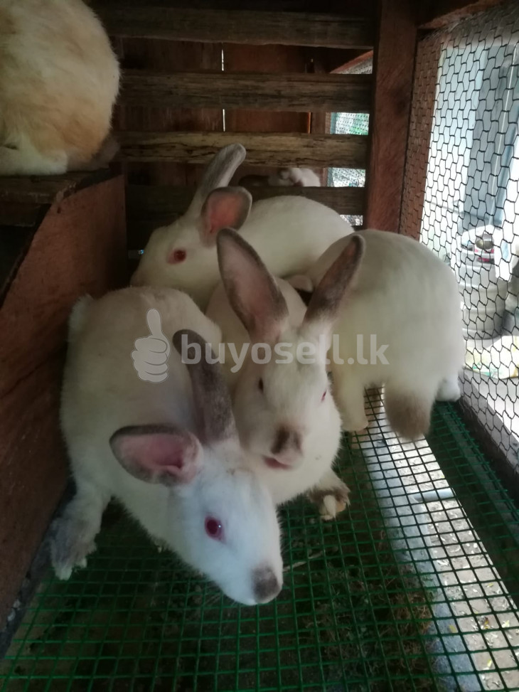 New Zealand ඇස් රතු හා පැටව් for sale in Galle