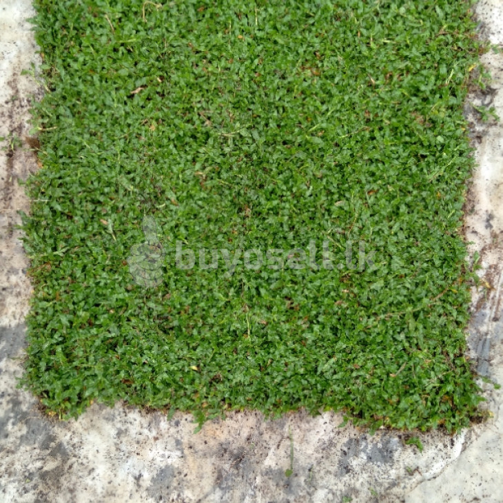 Landscaping and Grass for sale in Gampaha