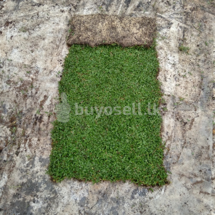 Malaysian carpet Grass for sale in Gampaha