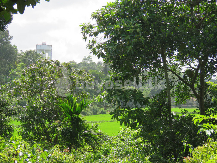 Large Land With Spectacular Paddy Views in Matara