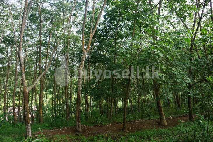 11 Acres Mixed Plantation Land in Galle
