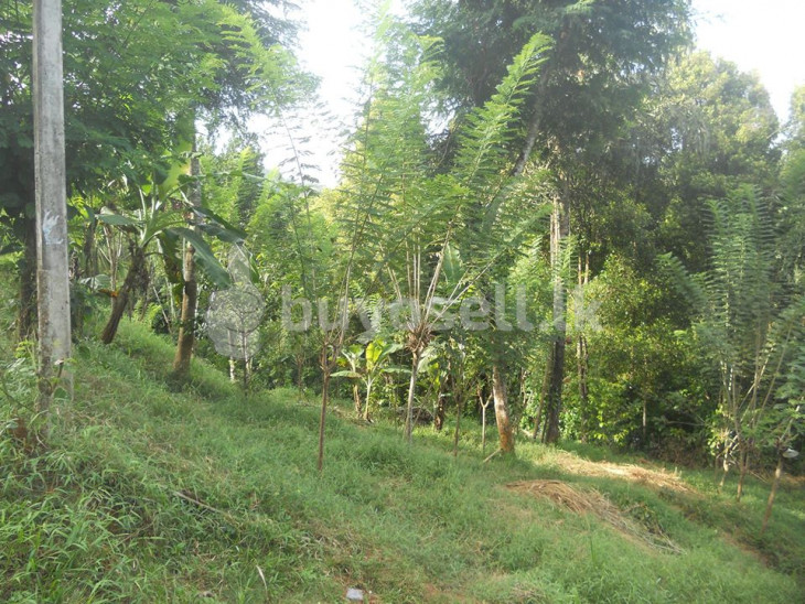 11p, 22p, 44p Mountain View Land For Sale In Kandy. in Kandy