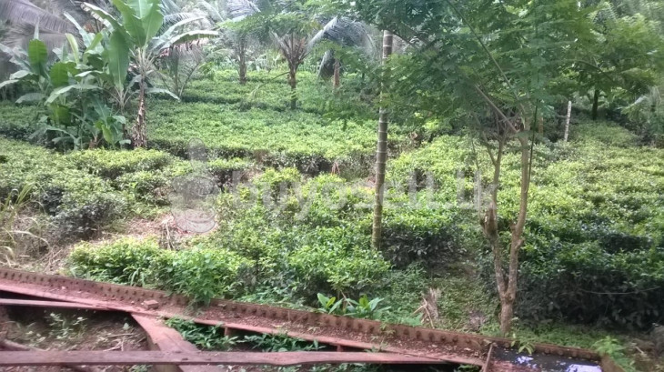 Land for Sale (Tea and Coconut) in Kalutara