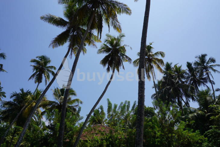 Bare Land, Development, Close To A Great Surfing Beach in Galle