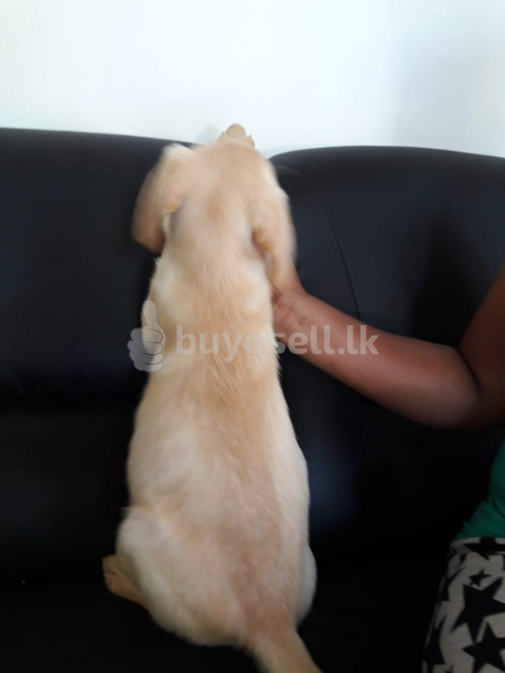 Labrador puppy for sale in Gampaha