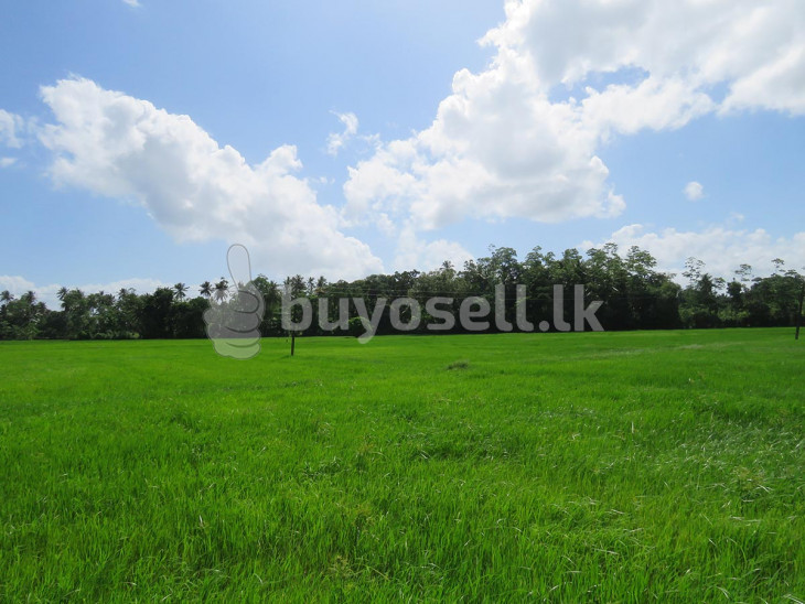 Stunning Paddy Field Views With Unlimited Potential in Galle