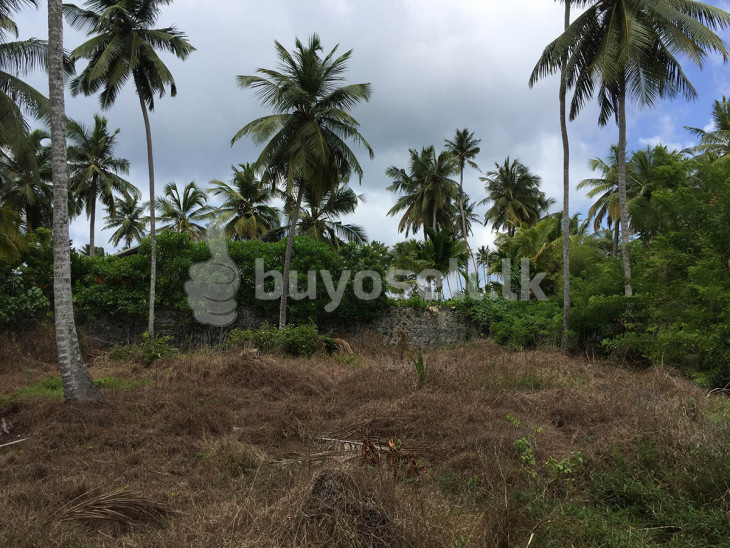 An Amazing 300 Perch Property, Situated In The Ever Popular Kosgoda Area in Galle