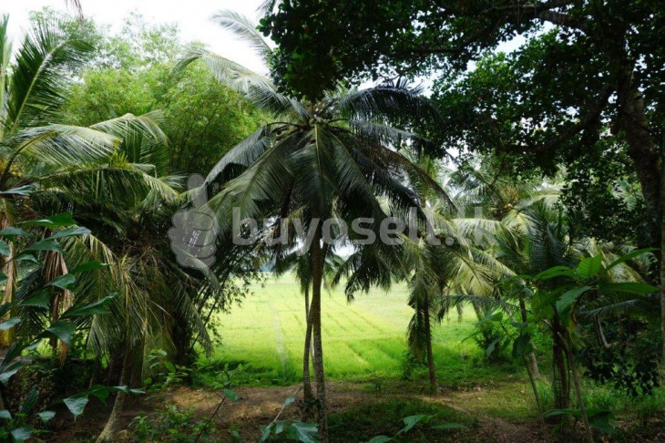 Attractive Land With Paddy Field Views in Galle