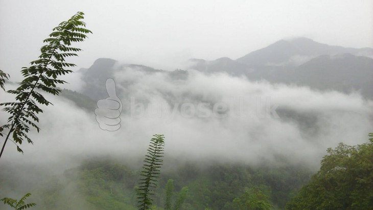 50 Acres Land For Sale In Kitulgala in Kandy