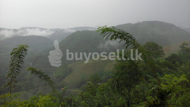 50 Acres Land For Sale In Kitulgala in Kandy
